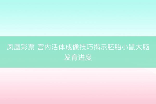 凤凰彩票 宫内活体成像技巧揭示胚胎小鼠大脑发育进度